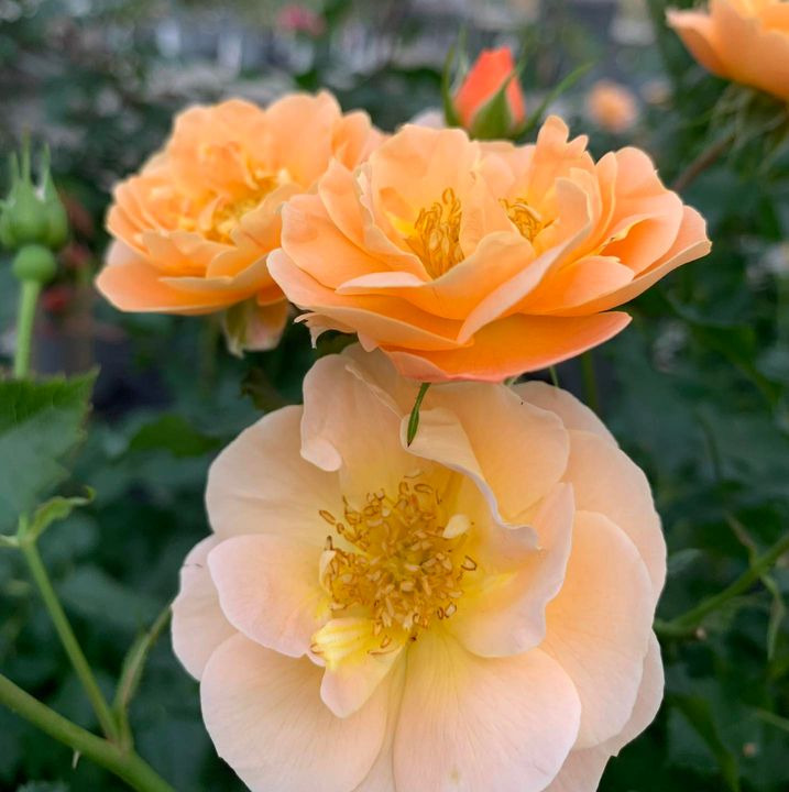 Se dagens updates fra Brønderslev her