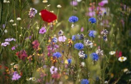 Pluk vilde blomster i naturen: Gode råd og regler