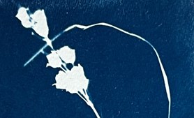 Oplev cyanotopi-workshop og skovtur i Skørping