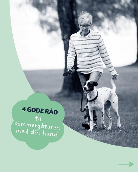 AniCura Aalborg deler gode råd til sommerens gåture med hunden