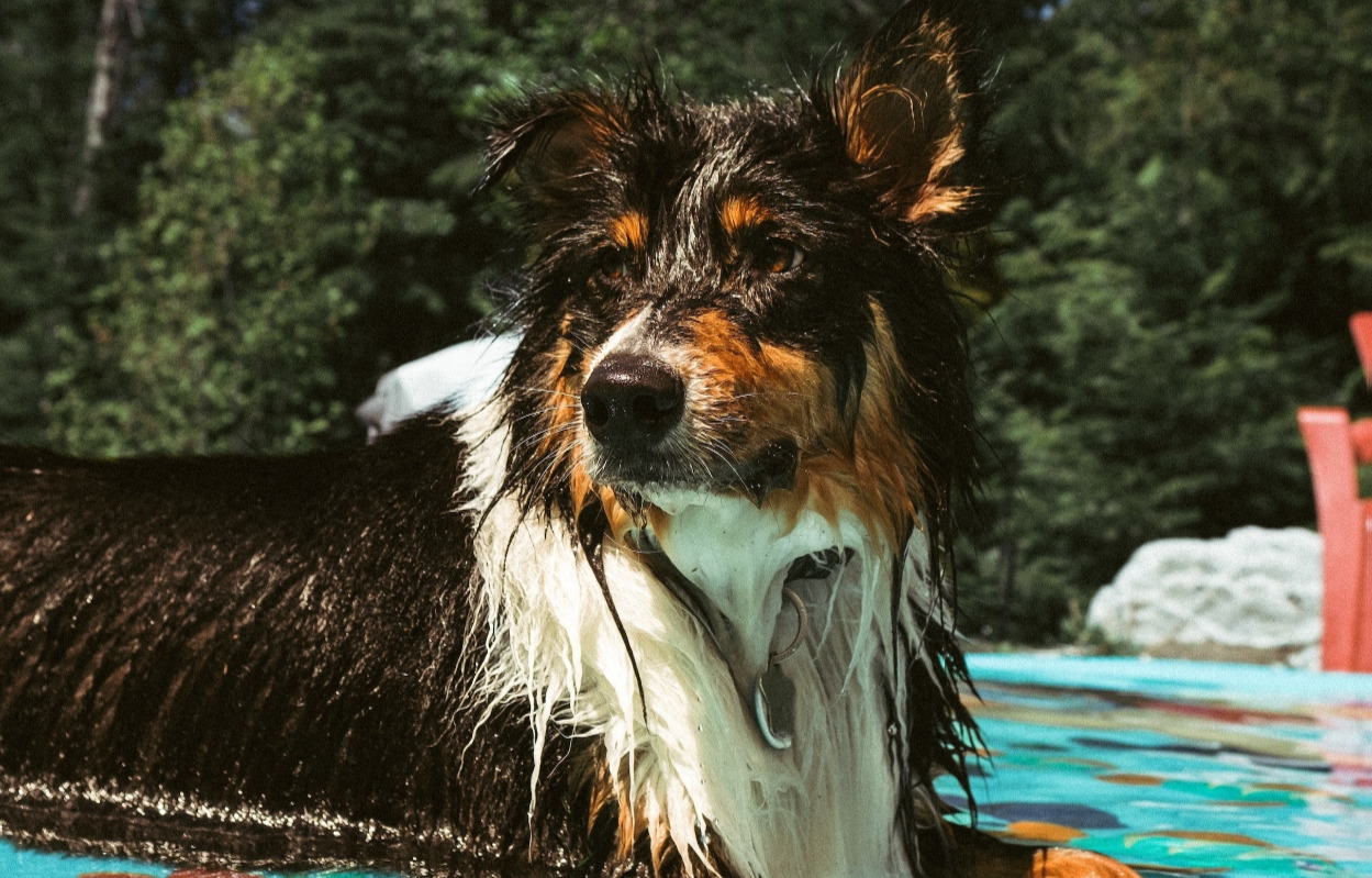 Vejledning i Maxi Zoo i Hobro: Giv dit kæledyr en uforglemmelig sommer