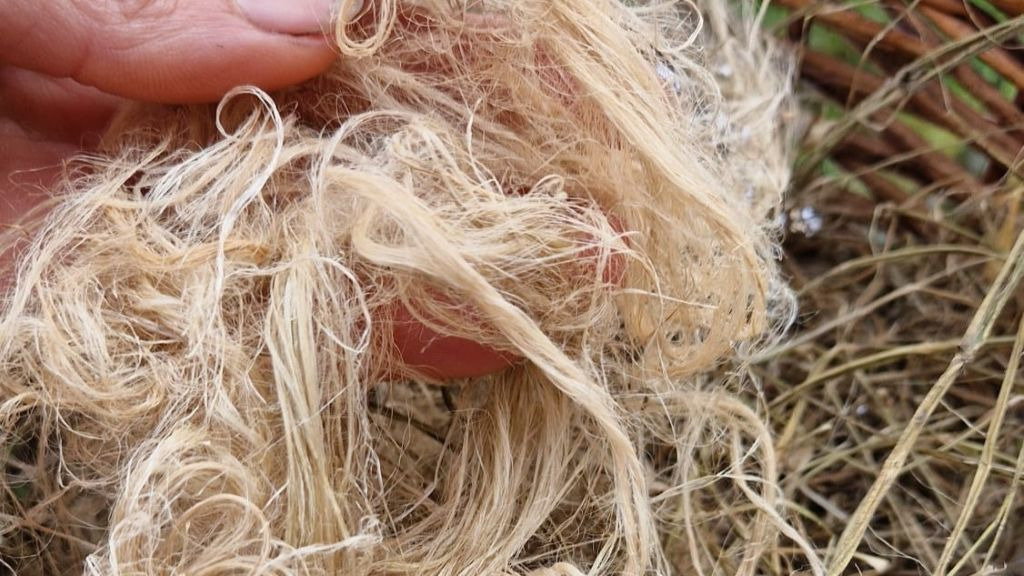 Opdag brændenældens skjulte skatte i Grindsted