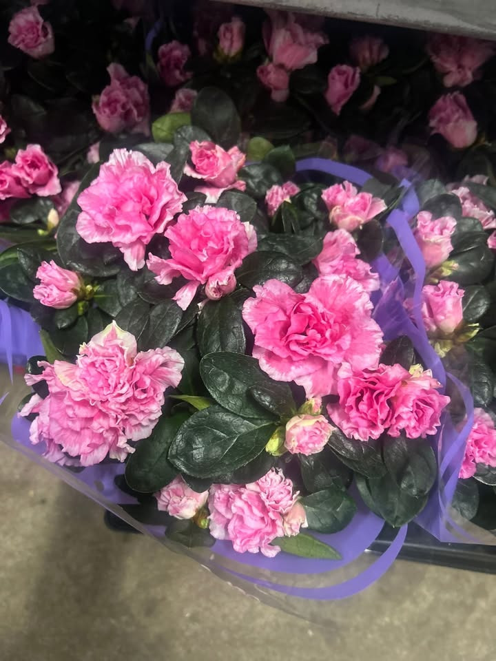 Meny Gl. Skagensvej tilbyder azalea til specialpris