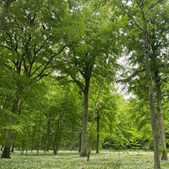 Rundvisning på Havnø Skovbegravelsesplads