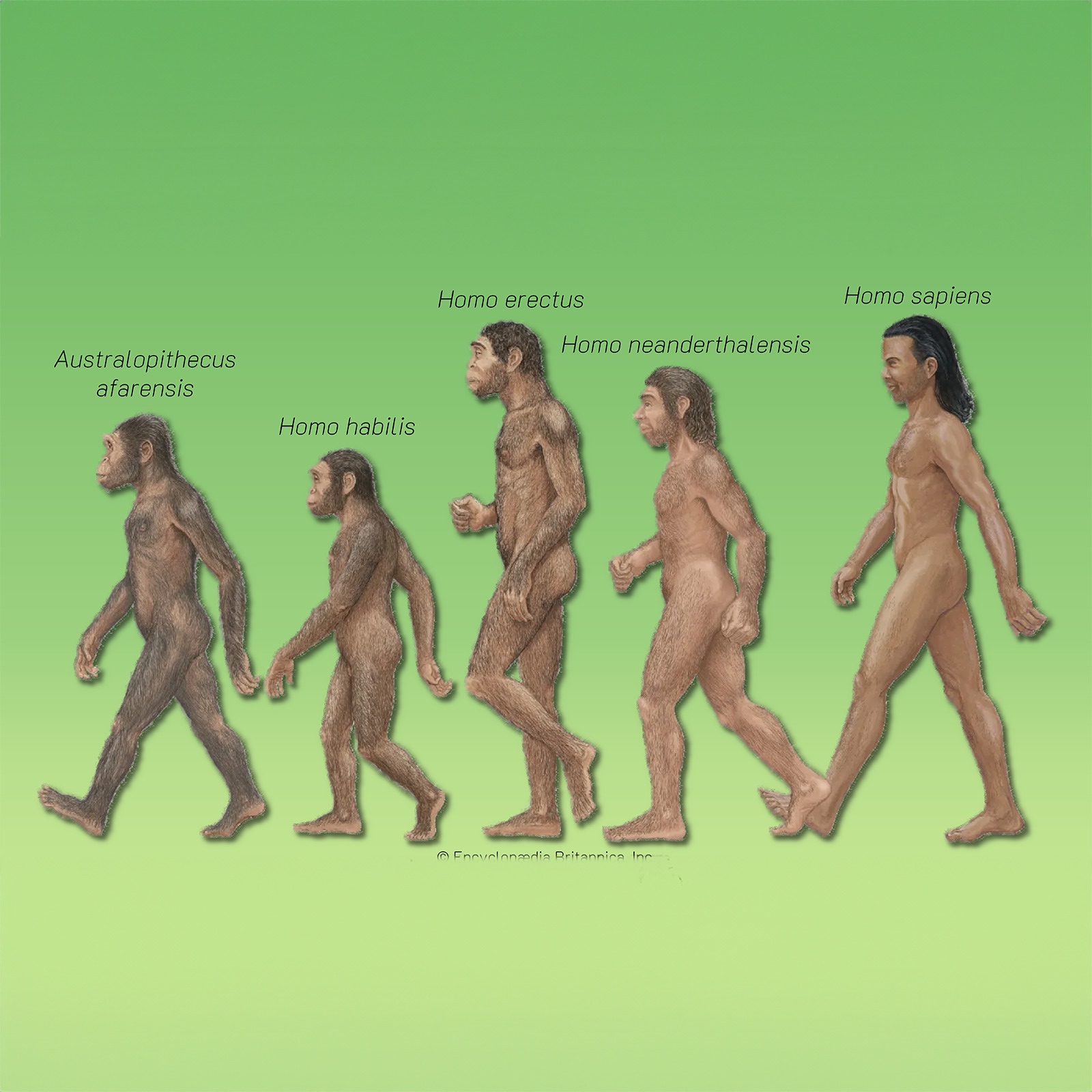 Menneskets udvikling: Fra de første mennesker til Homo Sapiens