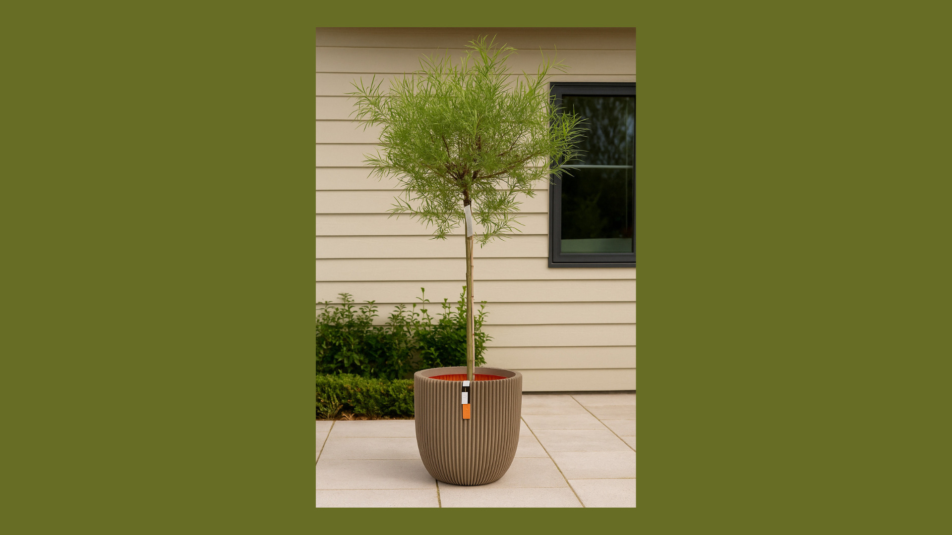 Midtjysk Gartnerhal tilbyder unik palmepil til haven