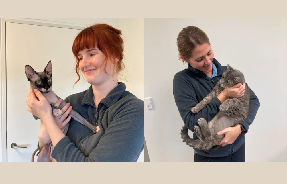 Risskov Dyrehospital inviterer til informationsaften om seniorkatte