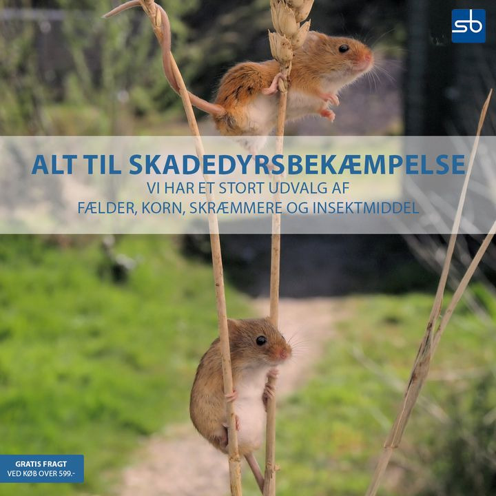 En finger på pulsen i Holstebro