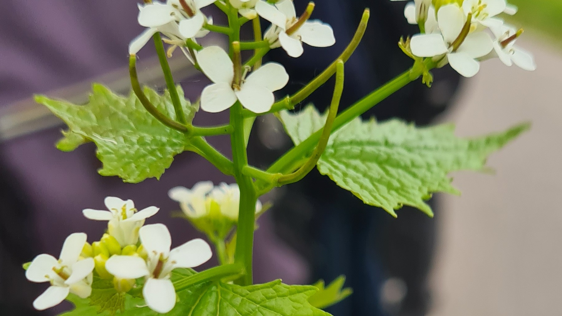 Tag på jagt efter spiselige planter på Vestvolden
