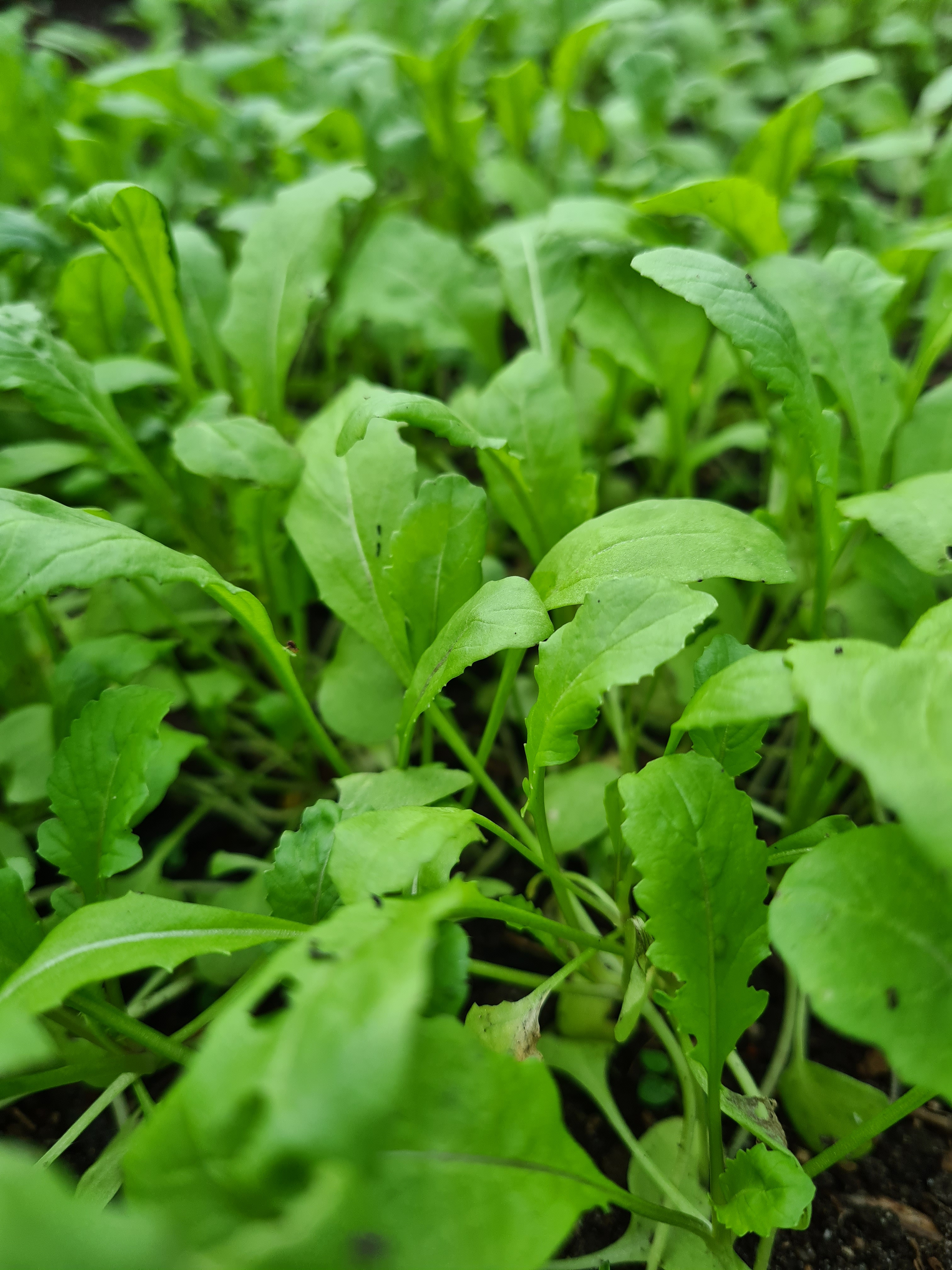 Frø-bytte-dag i Hvalsø: En dag for haveentusiaster