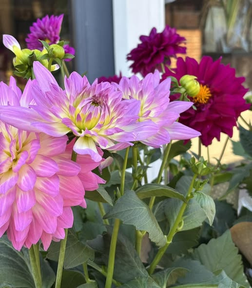 Tulipa Blomster & Havedesign fejrer sol med dahlia-tilbud