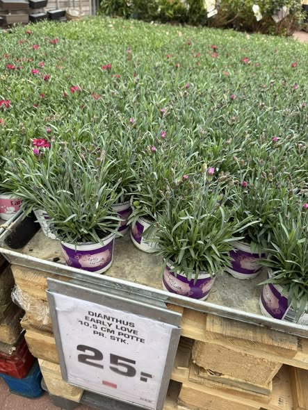 Rema 1000 Ringsted byder på et stort udvalg af nye blomster