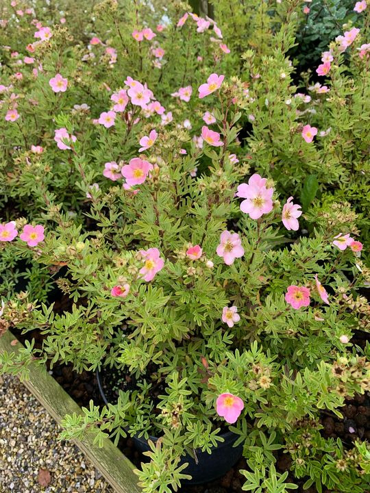 Det nyeste på Brønderslevs opslagstavle