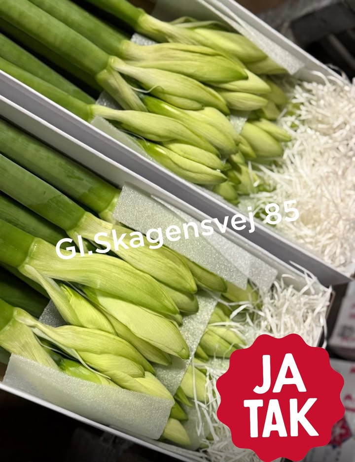 Meny Gl. Skagensvej tilbyder amaryllis til fredagspris