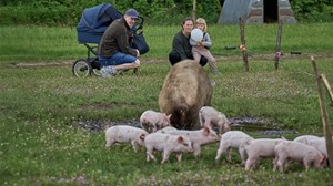 Oplev det økologiske griseliv på Kongsbjerg Landbrug
