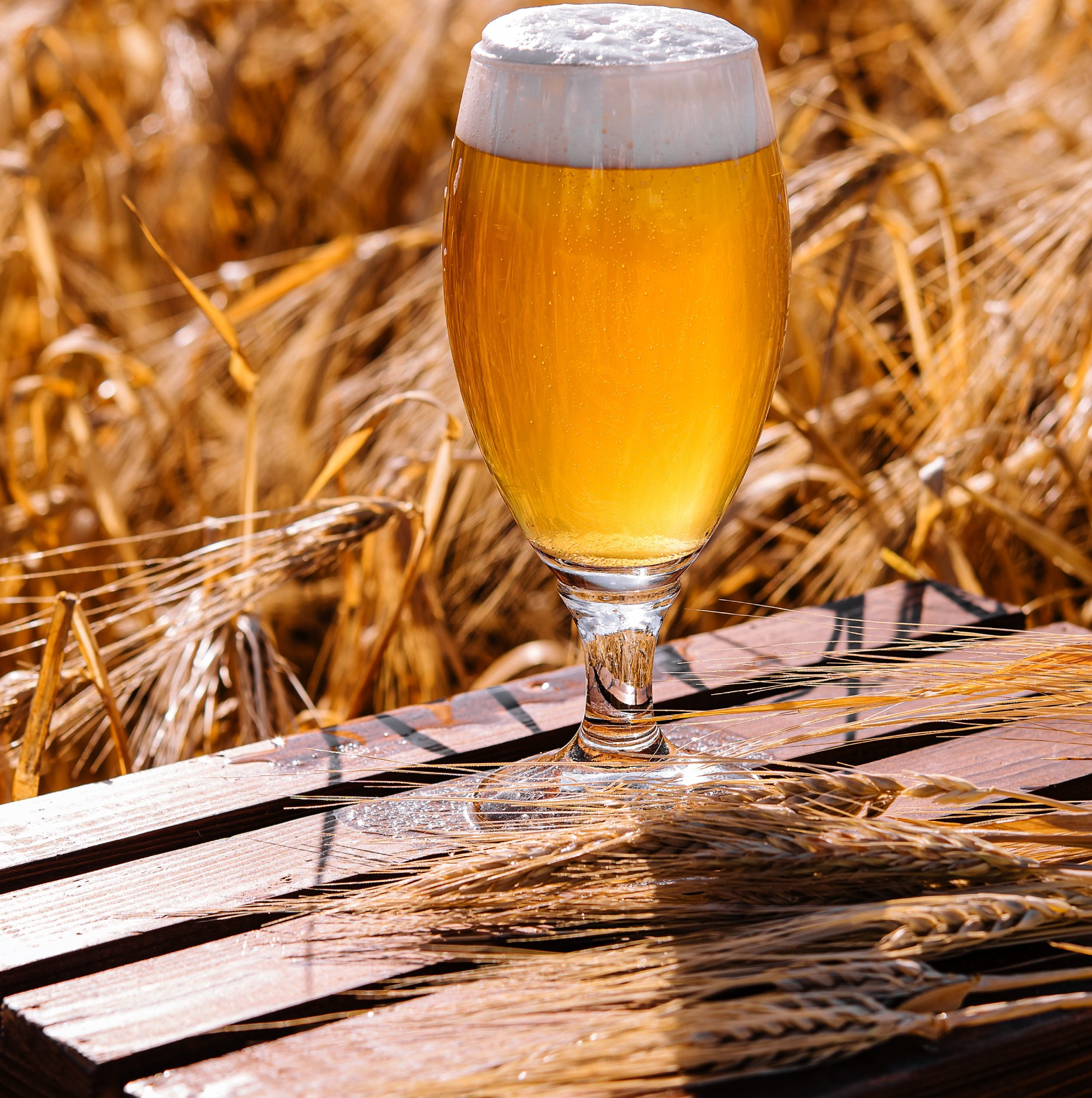 Oplev Carlsbergs banebrydende forskning på Brønshøj Bibliotek