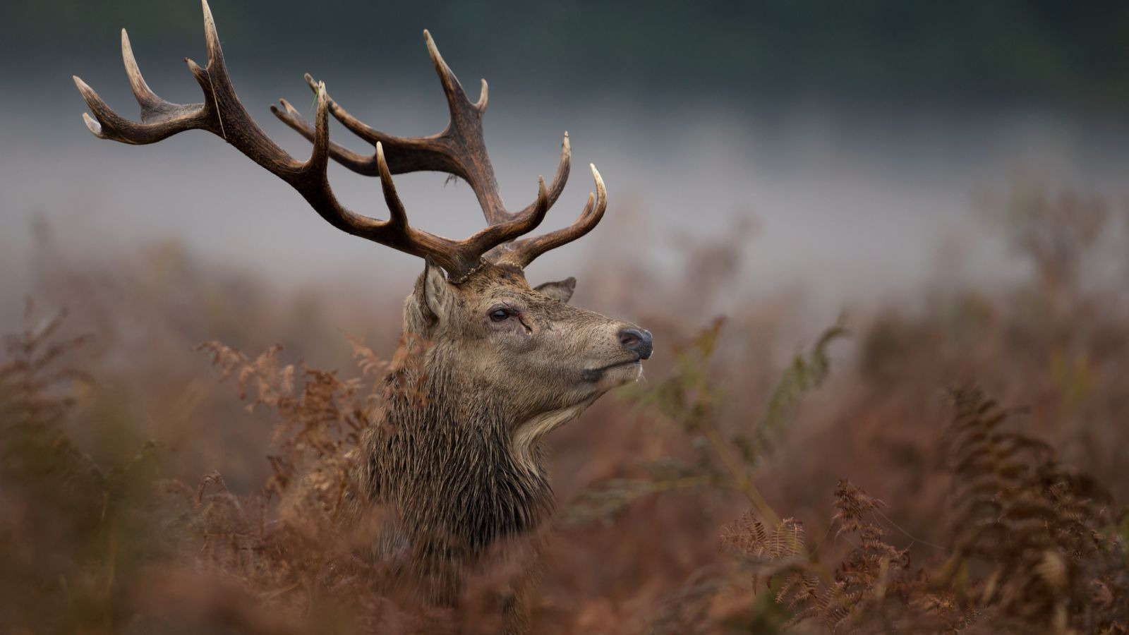 Oplev vildtbuffet på Restaurant Løkken Badehotel