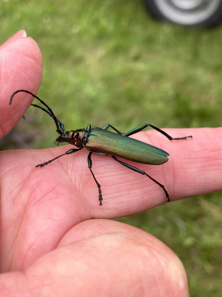 Krible krable safari for børn i Randers