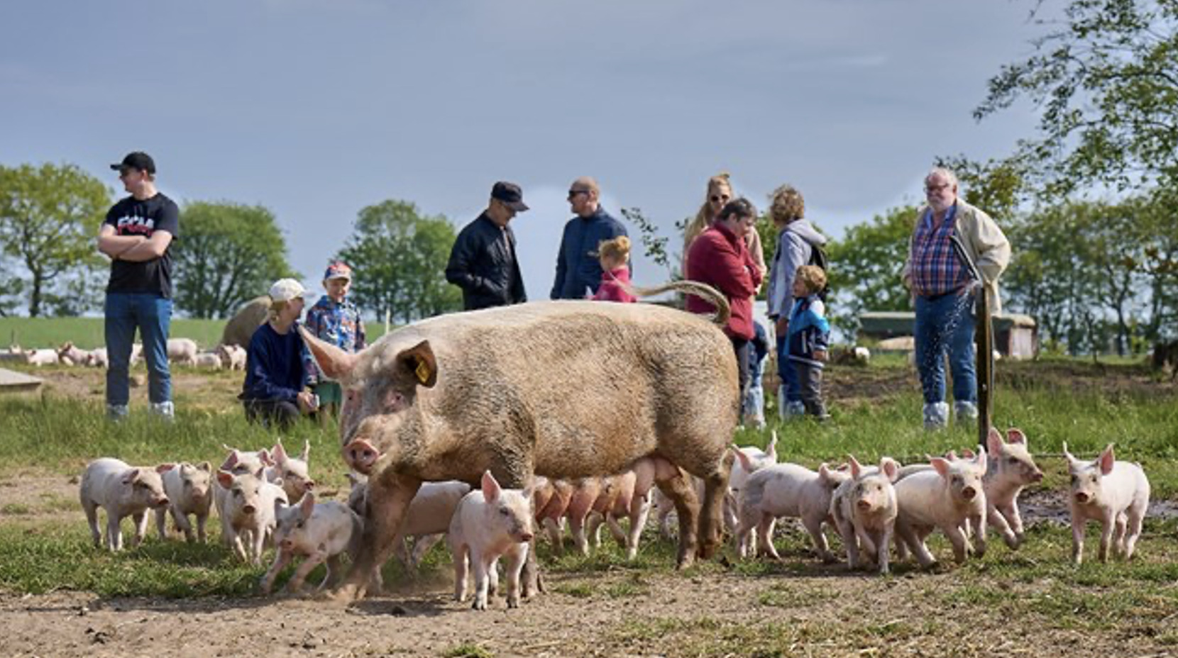 Sofari på Solhøjgård: Oplev økogrise i naturlige omgivelser