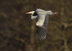 Oplev naturens vintermagi ved Ravnstrup Sø