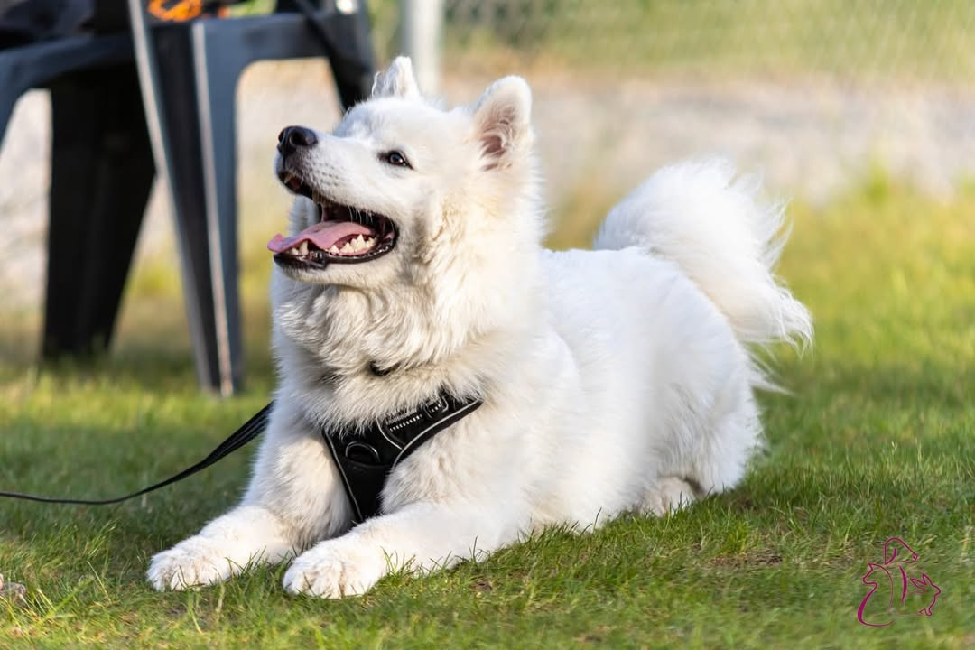 Hundetræning for unghunde hos Center Dyreklinik starter snart