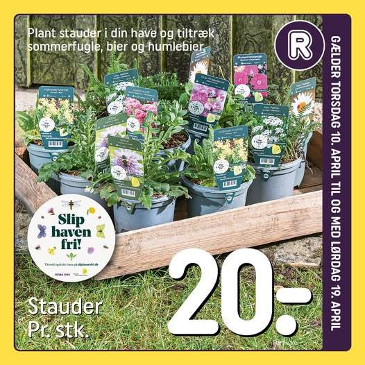 Rema 1000 Valbygårdsvej præsenterer stauder anbefalet af Danmarks Naturfredningsforening