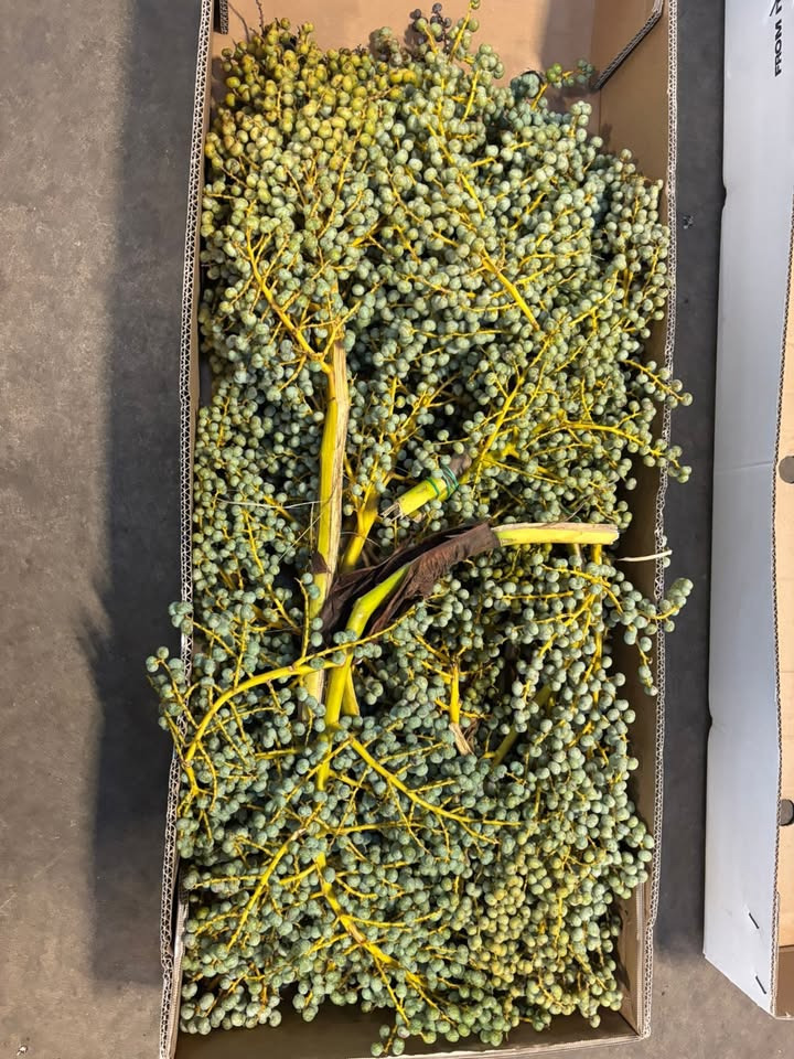 Meny Gl. Skagensvej tilbyder sæsonaktuelle daddelgrene til dekorationer