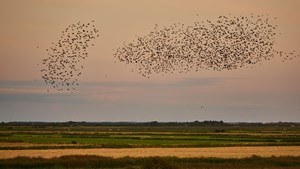 Oplev naturens vidundere i Ribe: Østerssafari og stærenes dans
