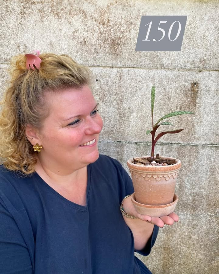 Florist Pernille DB tilbyder Bergs Potter med grønt til vindueskarmen