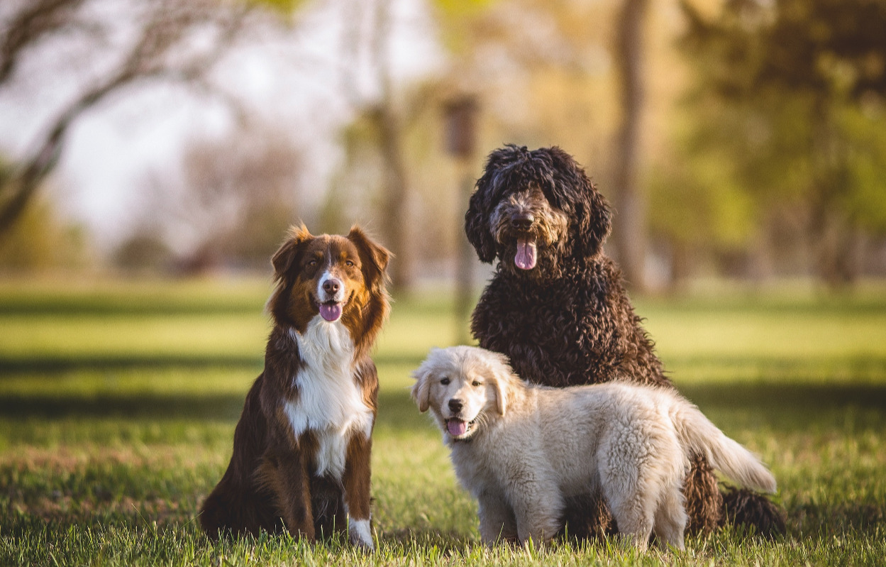 Vær med til at fejre menneskets bedste ven