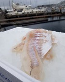 Beringsslagteren ApS tilbyder friske kullerfileter til torsdagspris