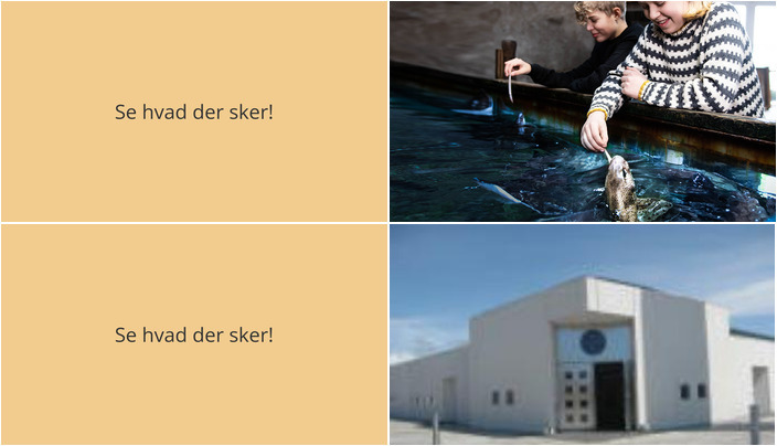 Oplev hajfodring og højskolesang i Thyborøn den kommende uge