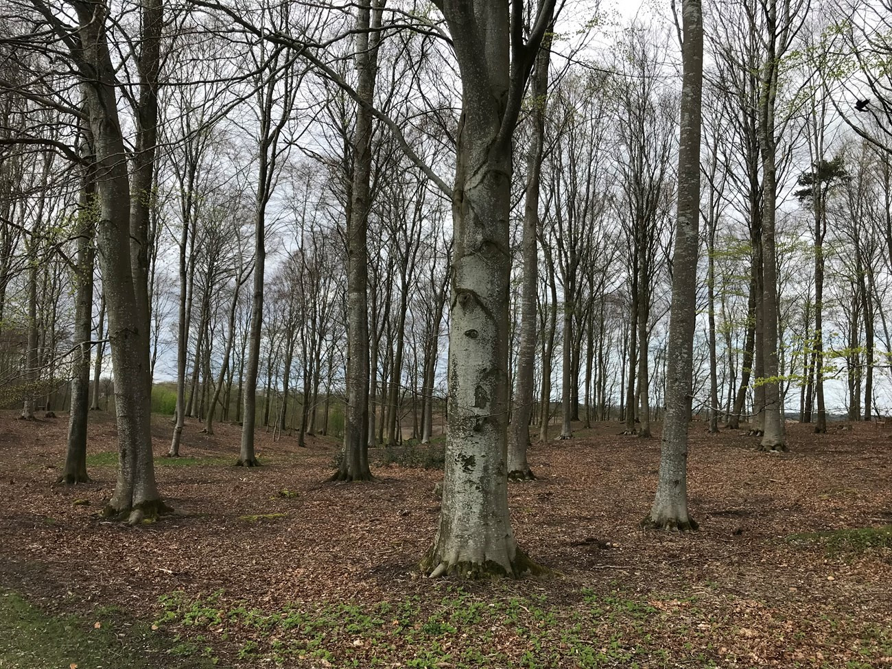 Ulrik Wilbek indvier skovbegravelsesplads syd for Gl. Hvam