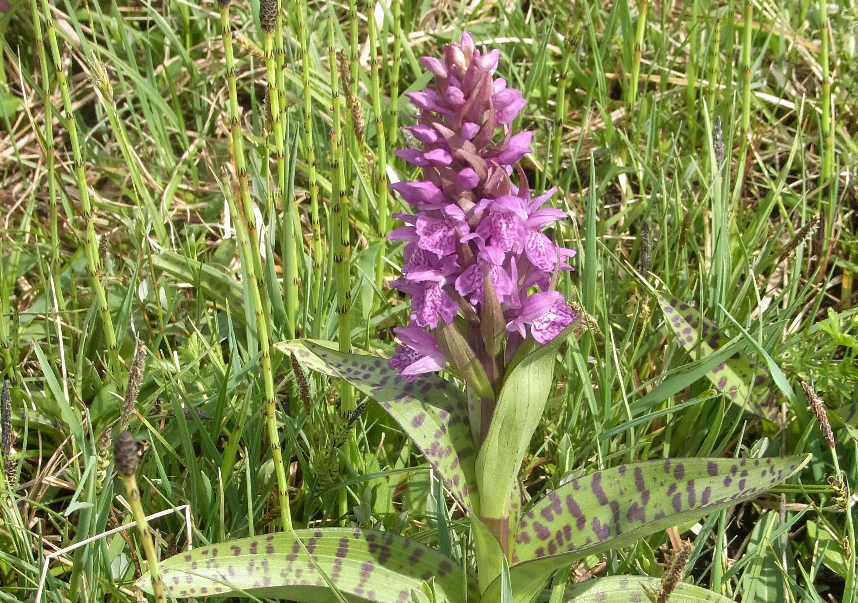 Guidet tur ved Store Blåkilde: Oplev de vilde blomster