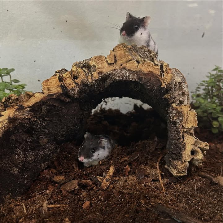 Camillas Dyrecenter inviterer til konkurrence om at navngive nye panda dværghamstere