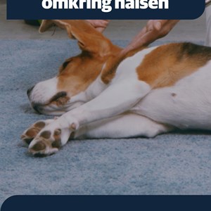 Opslagsbillede