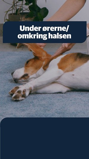 opslagsbillede