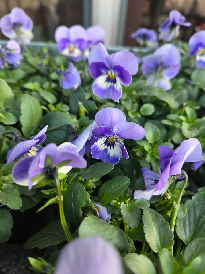 Flore Vida byder foråret velkommen med farverige blomster til krukker og potter