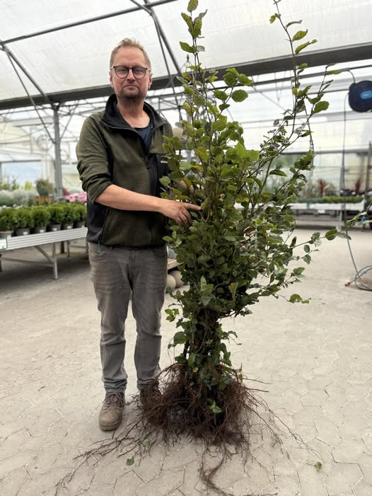 Midtjysk Gartnerhal tilbyder store bøg hækplanter klar til afhentning