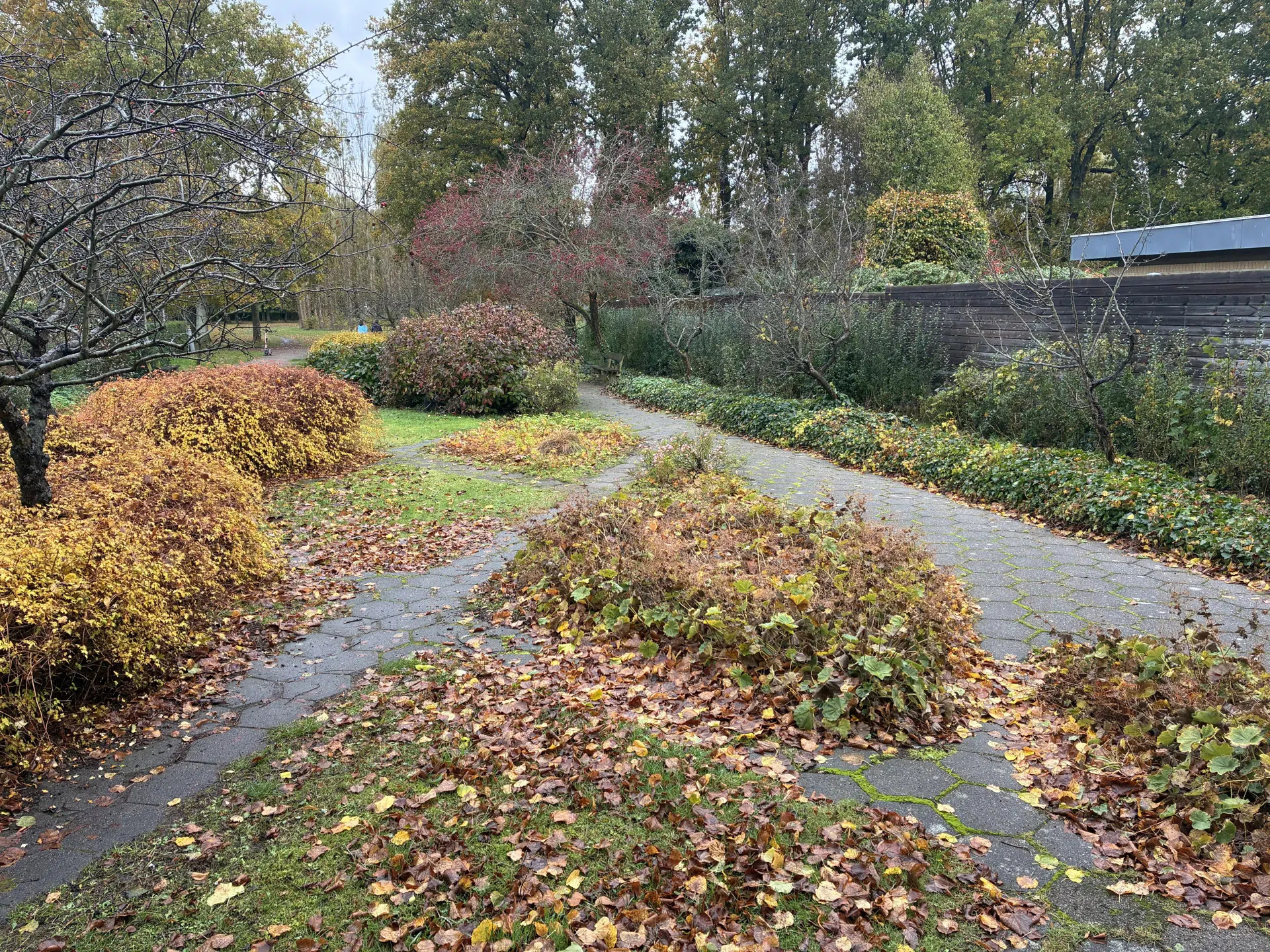 Hasseris parterrehave får nyt liv med renovering og japanske kirsebærtræer