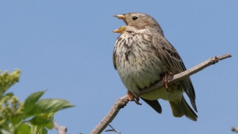 Tag med på fuglestemmetur ved Clausholm Slot