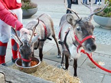 Julestemning og strikkeglæde på Ulfborg Bibliotek