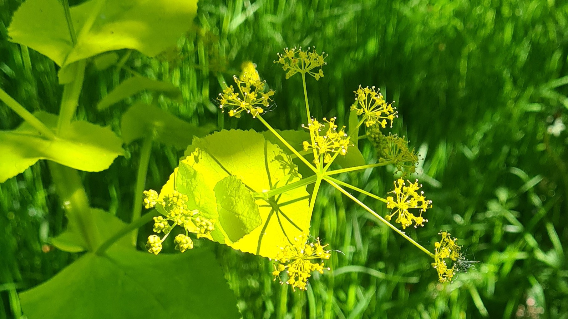 Bekæmp invasive planter på Vestvolden