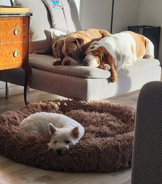 AniCura Dyrehospitalet City Syd ser frem til at byde jer velkommen efter påske