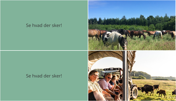 Oplevelsesrig weekend i Morud: Heste og bisonokser på programmet