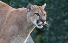 Puma er nu også set i Bredballe