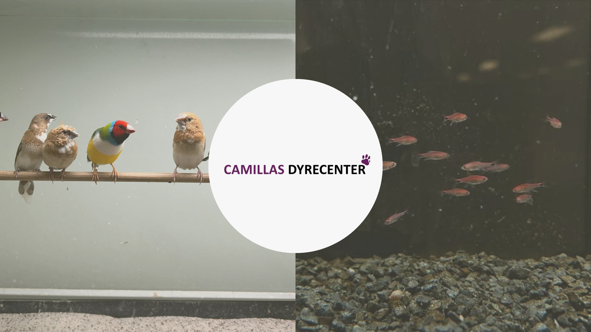 Camilla's Dyrecenter i Struer: En sand oase for dyreelskere