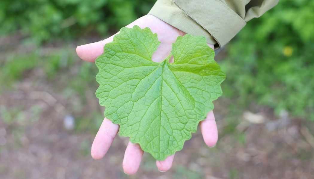 Find vild mad i naturen: Sanketur i Hobro