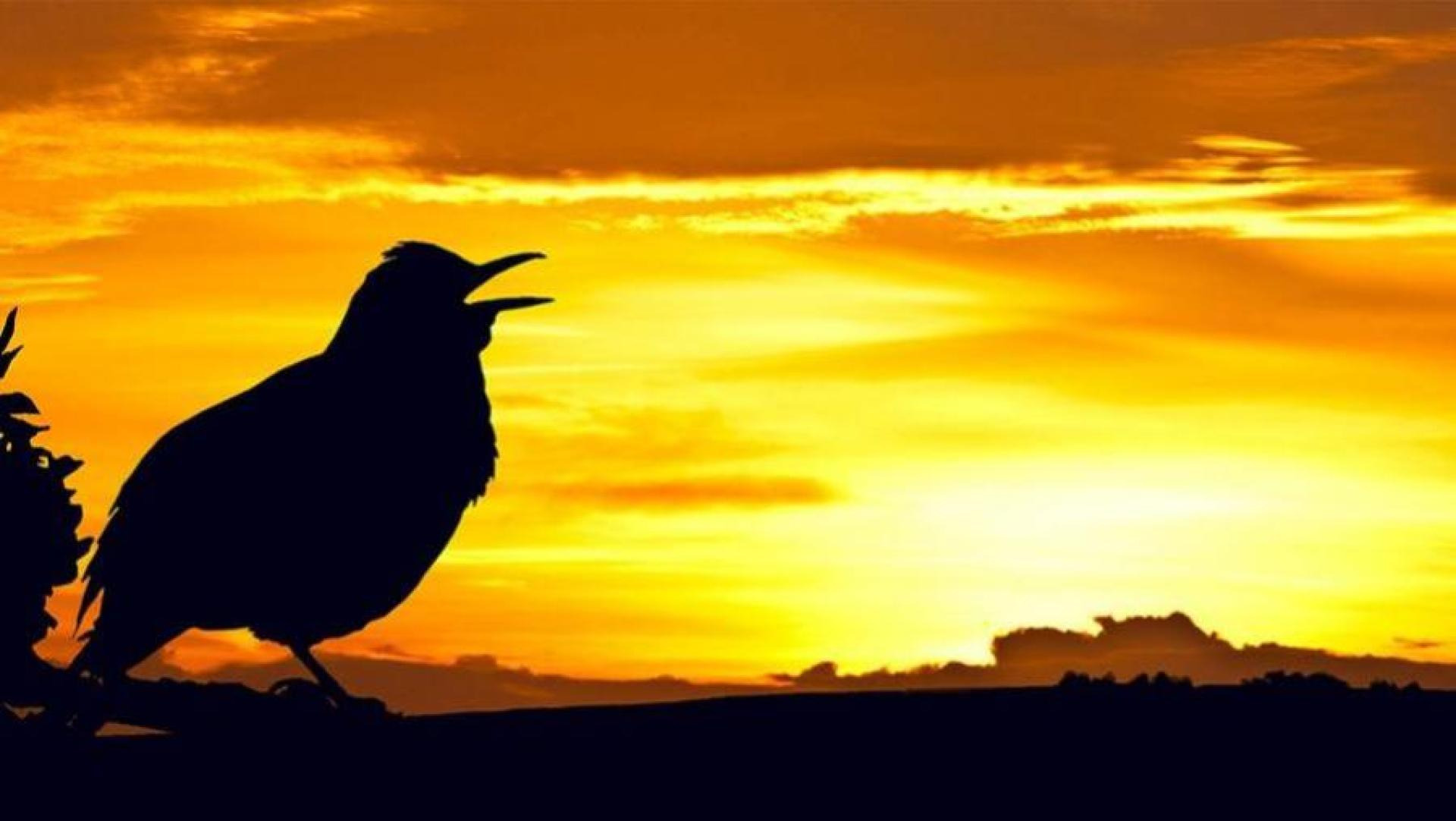 Start dagen med fælles morgensang på Gladsaxe Hovedbibliotek