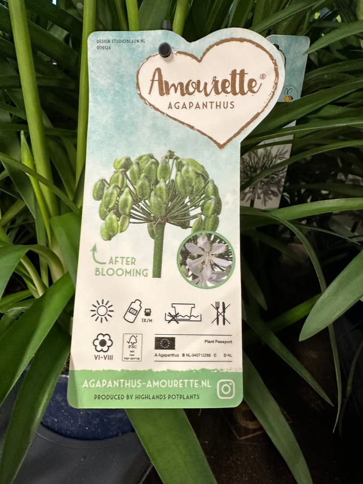 Meny Gl. Skagensvej tilbyder Agaphantus Amourette hvid med rabat